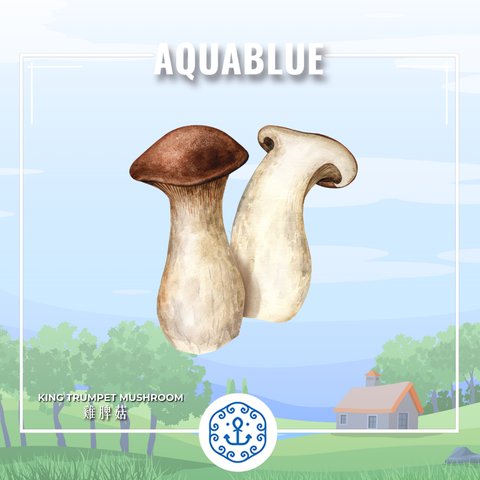 新鮮雞髀菇 1斤 (需預早一天訂購)| Fresh King Trumpet Mushroom ~600g (Pre-order:1 day)