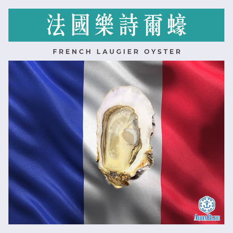 法國樂詩爾蠔 (No.1) French Laugier Oyster (48隻裝) (需預早一星期前預訂) | French Laugier Oyster (No.1) (48pc Set) (Need Pre-order: 1week)
