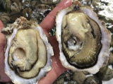 西班牙蠔 SPANISH AROUSA