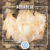 馬刀貝刺身 Razor Clam Sashimi