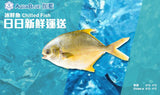 新鮮黃立鯧 (已劏) 約0.5斤重 | Fresh Pomfret (FISH) ~8 tael
