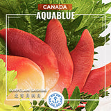 加拿大北寄貝刺身 Canadian Surfclam Sashimi