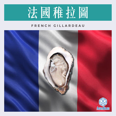 法國稚拉圖生蠔(No.0) French Gillardeau (48隻裝) (需預早一星期前預訂) | French Gillardeau (No.0) (48PC Set) (Need Pre-order: 1week)