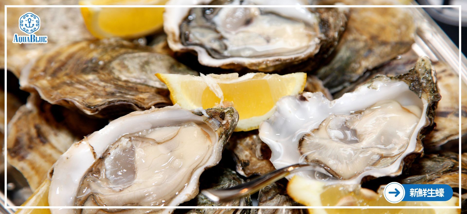 Oysters
