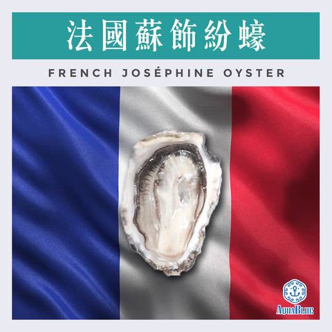 法國蘇飾紛蠔 (No.2) French Joséphine Oyster (48隻裝) (需預訂) | French Joséphine Oyster (No.2) (48pc Set) (Need Pre-order)