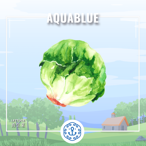 新鮮西生菜 1斤 (需預早一天訂購)| Fresh lettuce ~1cty (Pre-order:1 days)