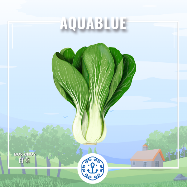 新鮮白菜 1斤 (需預早一天訂購)| Fresh Bokchoy ~1cty (Pre-order:1 days)