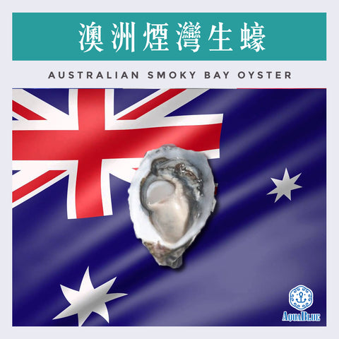 澳洲煙灣蠔 (L) Australian Smoky Bay Oyster | Australian Smoky Bay Smoky Oyster (L) [Need Pre-order]