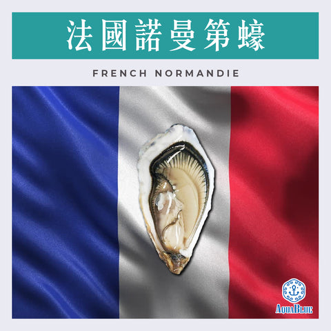 法國諾曼第蠔 (No.2) French Normandie | French Normandie (No.2)