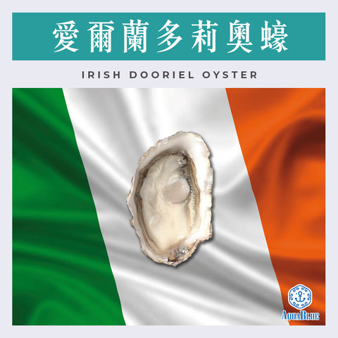 愛爾蘭多莉奧蠔 No.1 Irish Dooriel Oyster No.1 | Irish Dooriel Oyster No.1