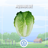 新鮮娃娃菜 1包 (需預早一天訂購)| Fresh Chinese cabbage ~1bag (Pre-order:1 days)