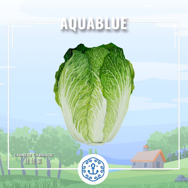 新鮮娃娃菜 1包 (需預早一天訂購)| Fresh Chinese cabbage ~1bag (Pre-order:1 days)