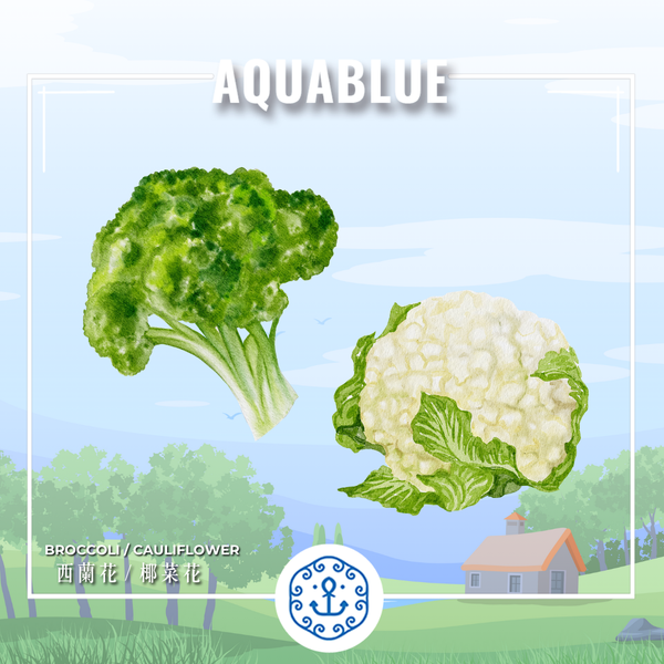 新鮮西蘭花 / 新鮮椰菜花 1斤 (需預早一天訂購)| Fresh Broccoli / Fresh Cauliflower ~600g (Pre-order:1 day)