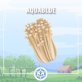 新鮮金菇 200g (需預早一天訂購)| Fresh Golden Needle Mushroom ~200g (Pre-order:1 day)