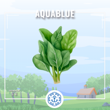 新鮮菠菜 1斤 (需預早一天訂購)| Fresh spinach 1 cty (Pre-order: 1 days)