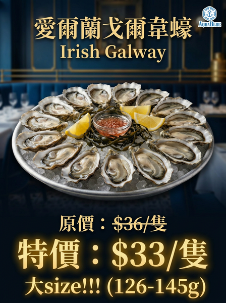 [限時優惠] 大SIZE！愛爾蘭戈爾韋蠔 Irish Galway | (Special Price) Irish Galway No.1 Size!!!