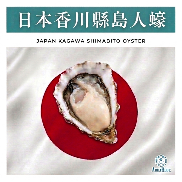 【期間限定，數量有限，售完即止】日本香川島人生蠔 60-80g [新鮮即食] | Japan Kagawa Shimabito Oyster 60-80g [Ready to serve]