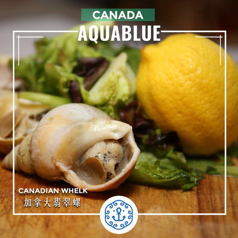 加拿大翡翠螺  Canadian Whelk 