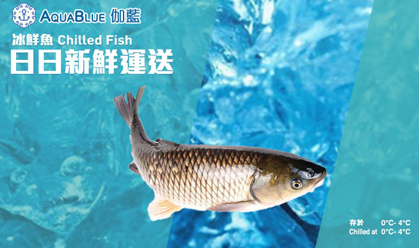 新鮮鯇魚(已切) | Fresh Grass Carp (FISH)