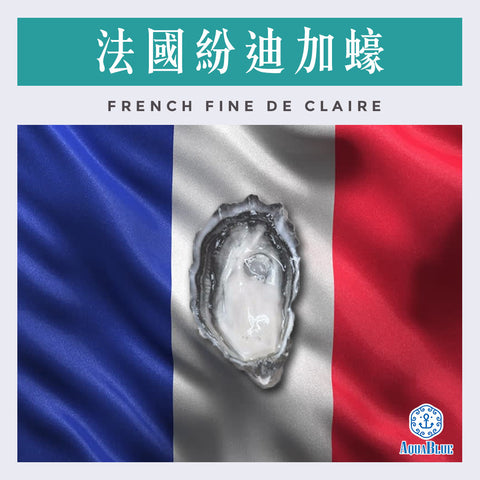 法國紛迪加蠔 (No.2) FRENCH FINE DE CLAIRE