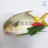 新鮮黃立倉 (已劏) 約0.5斤重 | Fresh Snubnose Pompand (FISH) ~8 tael