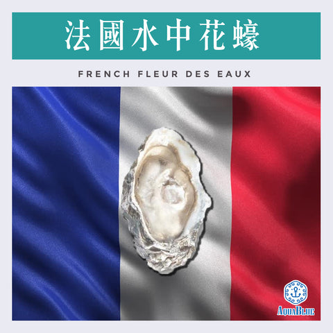 法國水中花蠔 (No.2) French Fleur Des Eaux