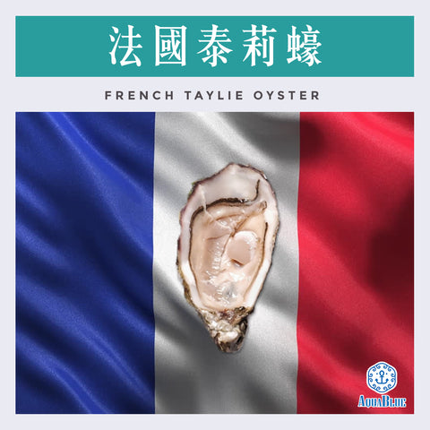 法國泰莉蠔 (No.1) Taylie Oyster | French Taylie Oyster (No.1)