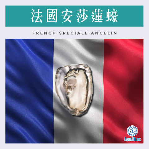 法國安莎蓮蠔 (No.2) FRENCH ANCELIN SPECIALE OYSTER