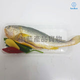新鮮黃花魚 (已劏) 約200g | Fresh Yellow Croaker (FISH) ~200g